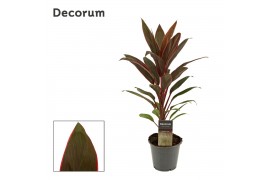 Cordyline fruticosa rumba Rumba 12cm
