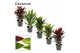 Cordyline fruticosa mix Mix 19cm 