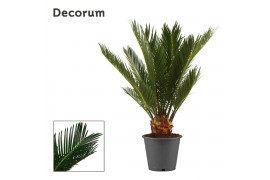 Cycas revoluta 12cm - 6+ veren