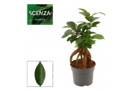 Ficus microcarpa ginseng Retusa 9cm