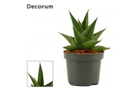 Sansevieria Abbey crown 9cm Decorum