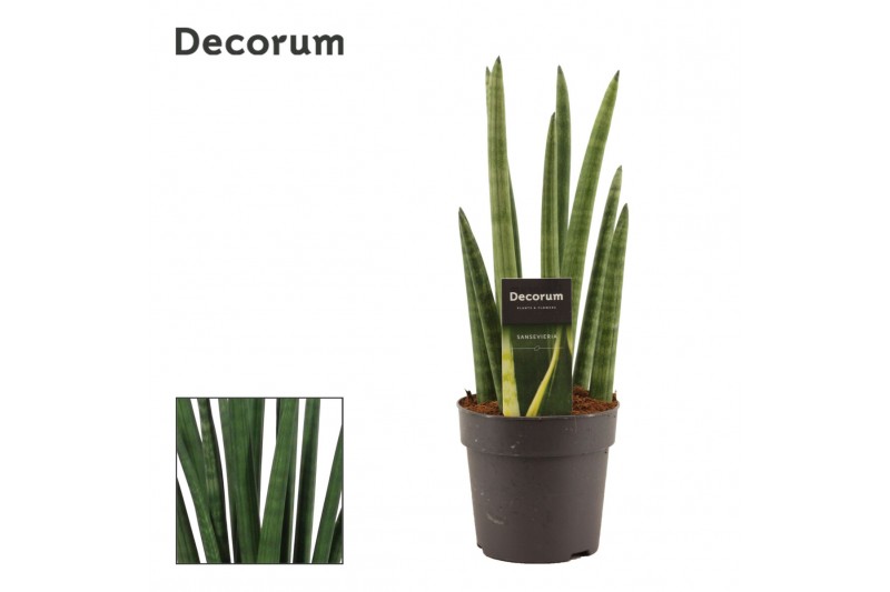 Sansevieria cylindrica Rocket 12cm Decorum 