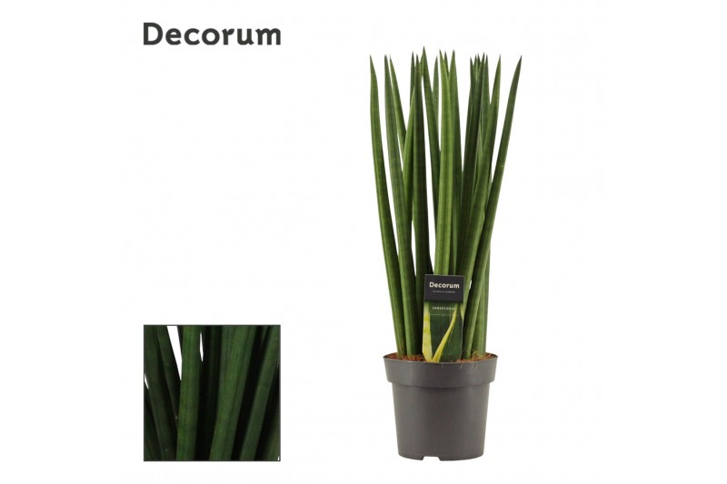 Sansevieria cylindrica Spaghetti 14cm Decorum 