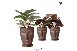 Calathea mix Kolibri Greens Calathea mix in Totem Mask pot1 pp