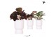Calathea mix Kolibri Greens Calathea mix in Diabolo pot white1 pp 