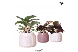 Calathea mix Kolibri Greens Calathea mix in Maze pot mix1 pp