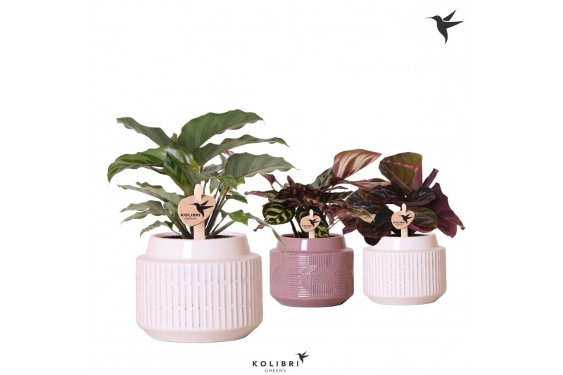 Calathea mix Kolibri Greens Calathea mix in Maze pot mix1 pp 