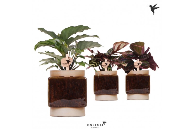 Calathea mix Kolibri Greens Calathea mix in Classy Cube pot1 pp 