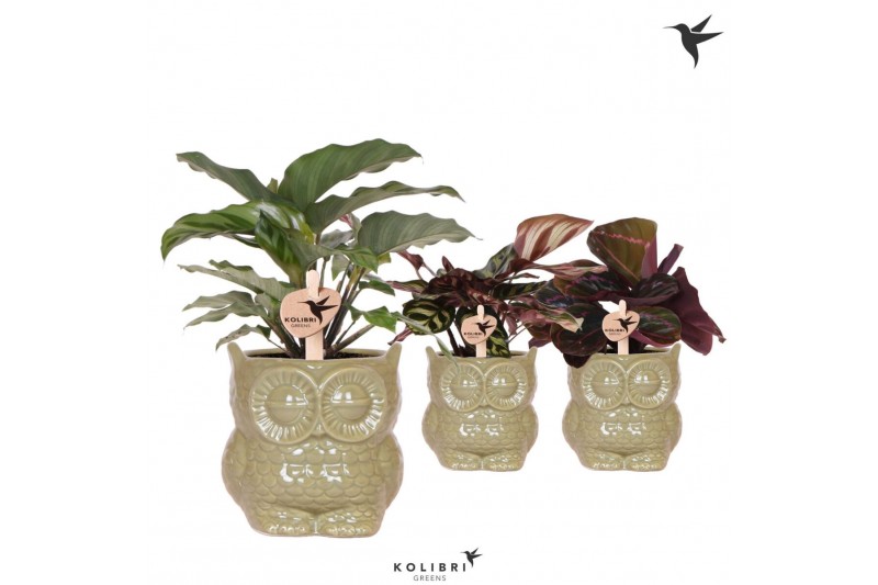 Calathea mix Kolibri Greens Calathea mix in Owl pot green1 pp 