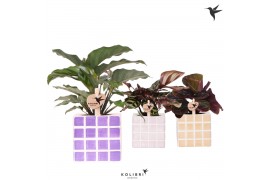 Calathea mix Kolibri Greens Calathea mix in Mosa pot pink mix1 pp