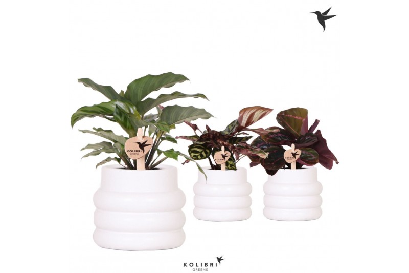 Calathea mix Kolibri Greens Calathea mix in Bubble pot white1 pp 
