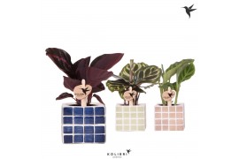 Calathea mix Kolibri Greens Calathea mix in Mosa pot blue mix1 pp