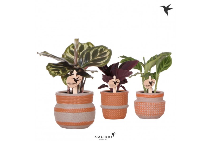 Calathea mix Kolibri Greens Calathea mix in Ethnic pot terracotta1 pp 
