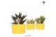 Succulenten mix Kolibri Greens Succulenten mix in Citrus pot yellow1 p 