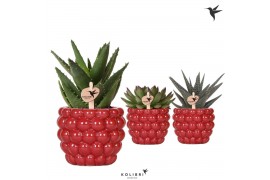 Succulenten mix Kolibri Greens Succulenten mix in Berry pot1 pp