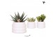 Succulenten mix Kolibri Greens Succelenten mix in Bubble pot white1 pp 