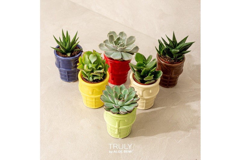 Succulenten TRULY Succulent, ice cream 1 pp 