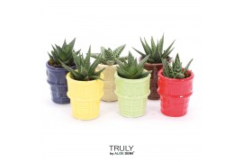 Succulenten TRULY Haworthia Gasteria, ice cream 1 pp