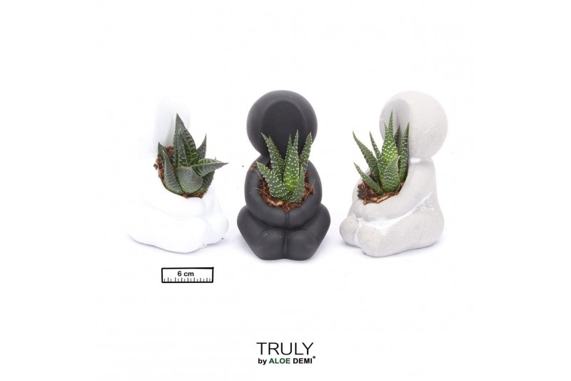 Arrangementen succulenten TRULY Succulent, Hug mini 1 pp 