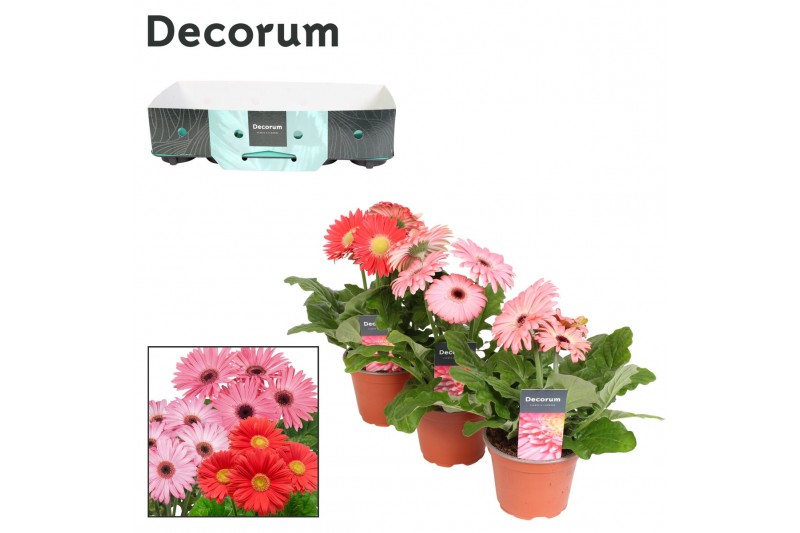 Gerbera flori line roze Gerbera 2+bl. 12cm rose (diverse kleurtinten)  