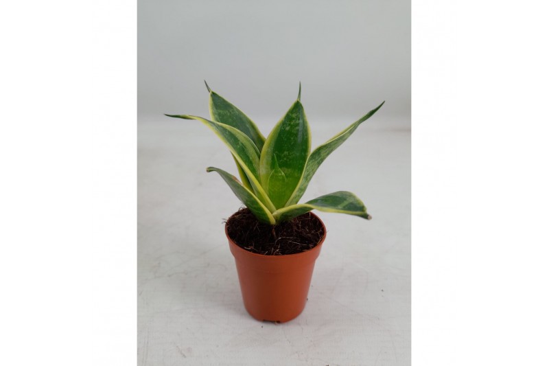 Sansevieria trifasciata hahnii Sansevieria Hahnii 6 cm Super Hahnii(De 