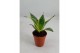 Sansevieria trifasciata hahnii Sansevieria Hahnii 6 cm Super Hahnii(De 