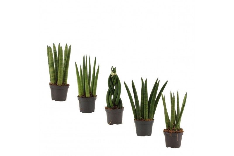 Sansevieria cylindrica Sansevieria Cylindrica 6 cm Mix 