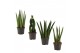 Sansevieria cylindrica Sansevieria Cylindrica 6 cm Mix 