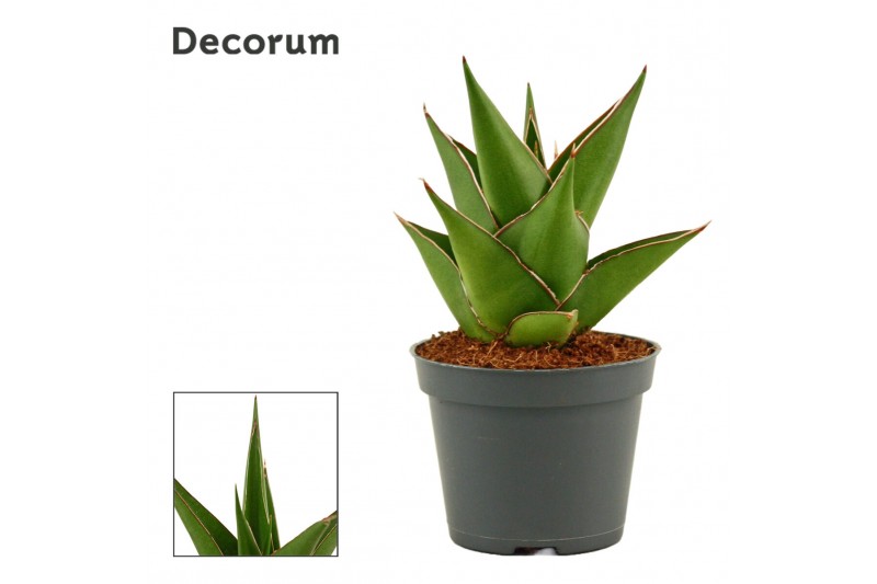 Sansevieria Sansevieria Temple crown 6 cm (Decorum) 