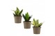 Sansevieria trifasciata hahnii Sansevieria Hahnii 9 cm Mix 