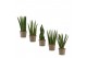 Sansevieria cylindrica Sansevieria Cylindrica 9 cm Mix 