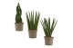Sansevieria cylindrica Sansevieria Cylindrica 9 cm Mix 