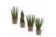 Sansevieria cylindrica Sansevieria Cylindrica 9 cm Mix 