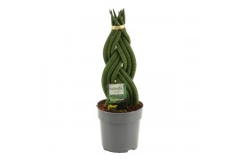 Sansevieria cylindrica Sansevieria Cylindrica 12 cm Braid