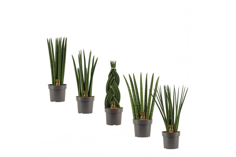 Sansevieria cylindrica Sansevieria Cylindrica 17 cm Mix 
