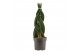 Sansevieria cylindrica Sansevieria Cylindrica 17 cm Braid 