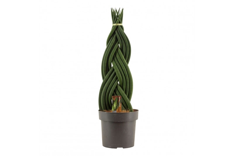 Sansevieria cylindrica Sansevieria Cylindrica 17 cm Braid 