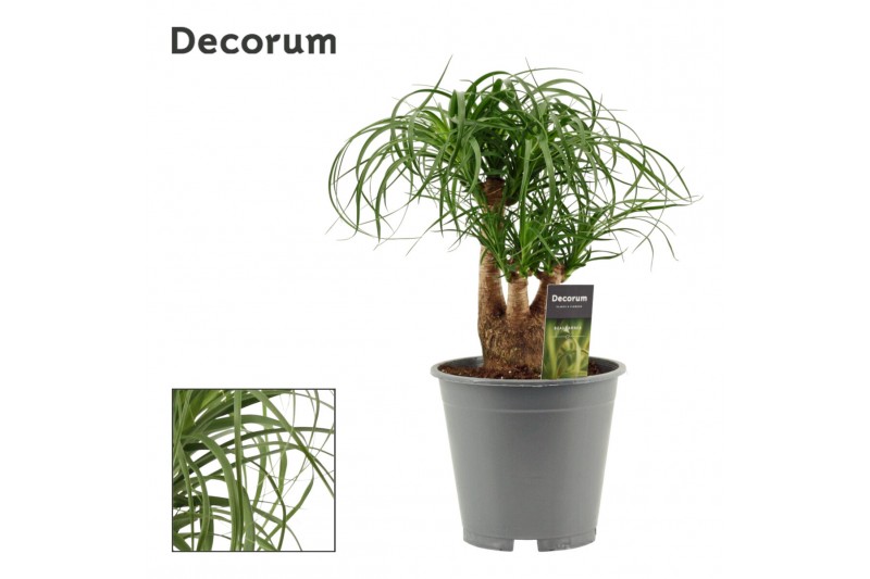 Beaucarnea recurvata Beaucarnea vertakt 19 cm (Decorum) 3 tak/plnt 