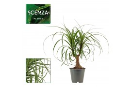 Beaucarnea recurvata Beaucarnea recht 12 cm 1 tak/plnt