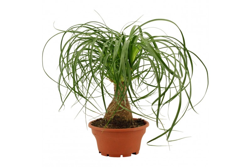 Beaucarnea recurvata Beaucarnea recht 16 cm schaal 1 tak/plnt 
