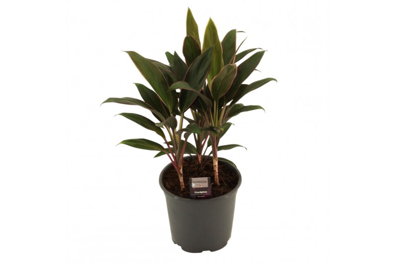 Cordyline fruticosa rumba Cordyline Rumba Toef 19 cm 3 pp 