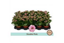 Kalanchoe rosalina don nando Kalanchoë Double Pink - no sleeve 1 pp