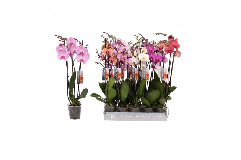 Phalaenopsis mix Phalaenopsis 8 color mix, 3-spike 22+bl.  tak/plnt 