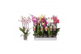 Phalaenopsis mix Phalaenopsis 5 color mix, 4-spike 25+25 bl. 4 tak/pln