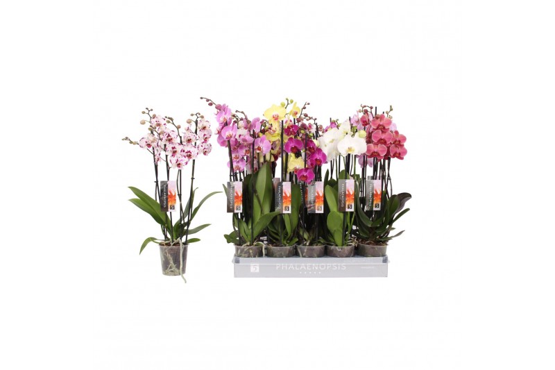 Phalaenopsis mix Phalaenopsis 5 color mix, 4-spike 25+25 bl. 4 tak/pln 