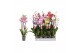Phalaenopsis mix Phalaenopsis 7 color mix, 4-spike 25+25 bl. 4 tak/pln 