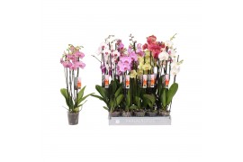 Phalaenopsis mix Phalaenopsis 7 color mix, 4-spike 25+25 bl. 4 tak/pln