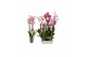 Phalaenopsis mix Phalaenopsis 7 color mix, 4-spike 25+25 bl. 4 tak/pln 