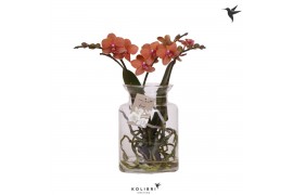Phalaenopsis oranje Kolibri Orchids Phalaenopsis Roots orange in glas 