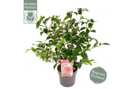 Camellia Camellia wil. Volunteer ® Premium25 bl.